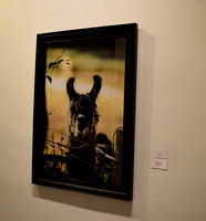 ArtSpace Photo Exhibition - 1/11/25